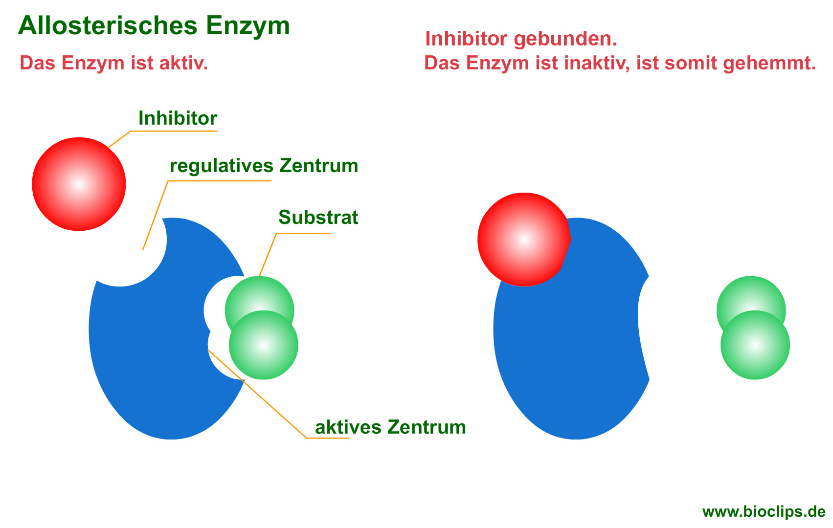 Allosterische Enzyme Enzymregulation Bioclips.de