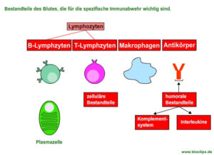 Strukturen Des Immunsystems – Krieg Der Zellen – Bioclips.de